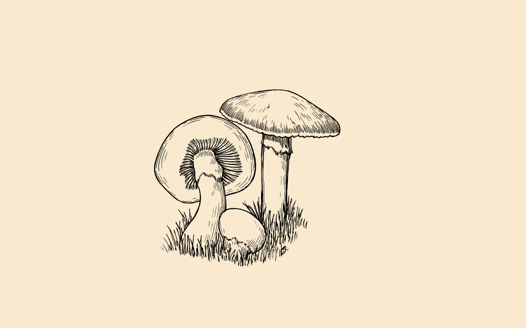 Medicinal Mushrooms